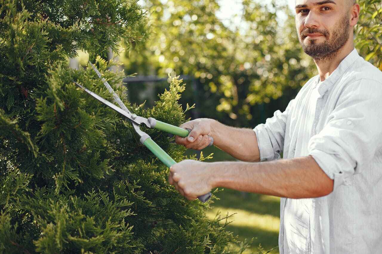 Best Large Tree Removal  in Dade City North, FL